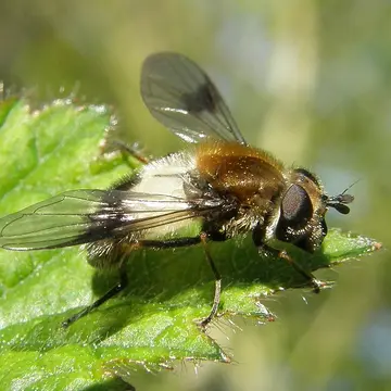 Leucozona lucorum (Linnaeus, 1758):592
