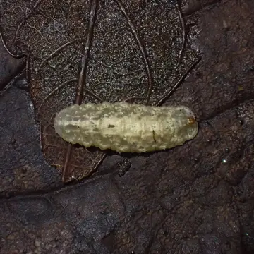 Leucozona lucorum (Linnaeus, 1758):592