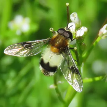 Leucozona lucorum (Linnaeus, 1758):592