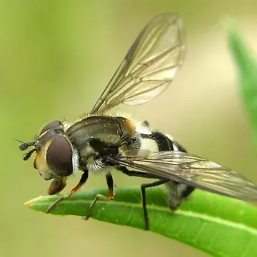 Leucozona (Ischyrosyrphus) velutina (Williston, 1882):314