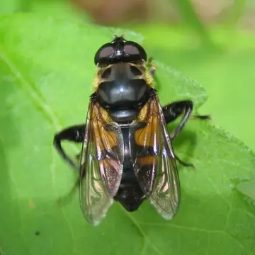 Paramesembrius abdominalis (Sack, 1927):314