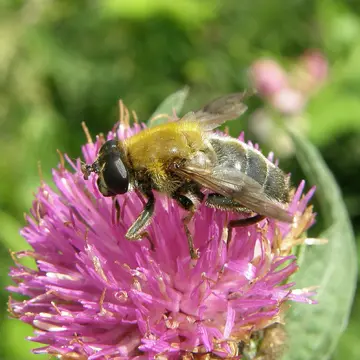 Mallota cimbiciformis (Fallén, 1817):27