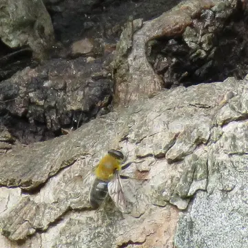Mallota cimbiciformis (Fallén, 1817):27