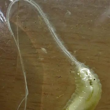 Mallota cimbiciformis (Fallén, 1817):27