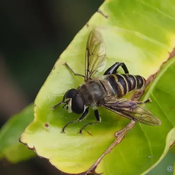 Tigridemyia curvigaster (Macquart, 1842):122 (62)