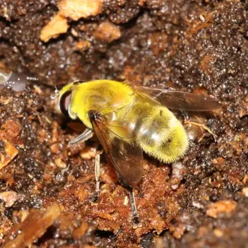 Mallota eristaliformis Sack, 1910:37