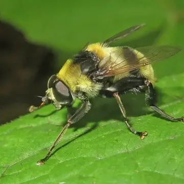 Mallota vilis (Wiedemann, 1830):164