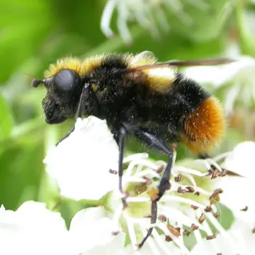 Mallota fuciformis (Fabricius, 1794):290