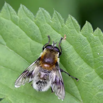 Mallota megilliformis (Fallén, 1817):27
