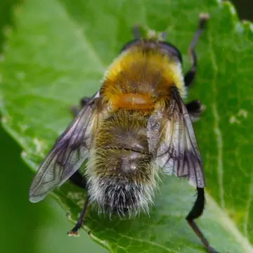Mallota megilliformis (Fallén, 1817):27