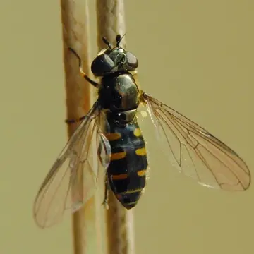 Melangyna barbifrons (Fallén, 1817):45