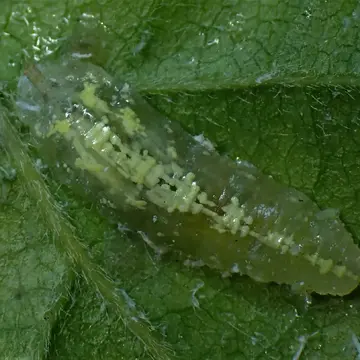 Fagisyrphus cincta (Fallén, 1817):45
