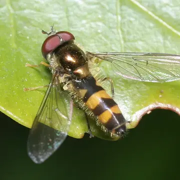 Fagisyrphus cincta (Fallén, 1817):45
