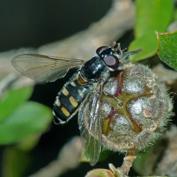Melangyna (Austrosyrphus) collata (Walker, 1852):233