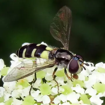 Melangyna fisherii (Walton, 1911):319
