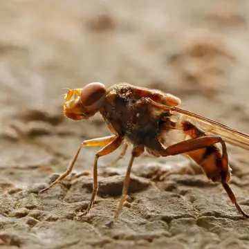 Brachyopa panzeri Goffe, 1945:278