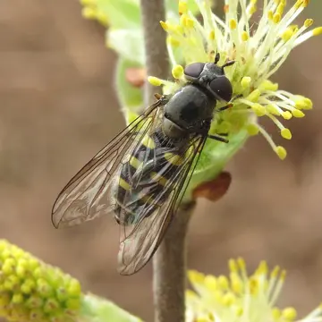 Melangyna lasiophthalma (Zetterstedt, 1843):735