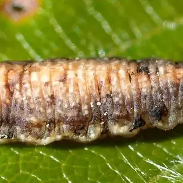 Melangyna lasiophthalma (Zetterstedt, 1843):735