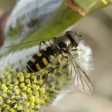 Melangyna lasiophthalma (Zetterstedt, 1843):735
