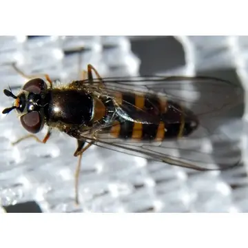 Melangyna lucifera Nielsen, 1980:310