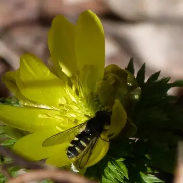 Melangyna lucifera Nielsen, 1980:310