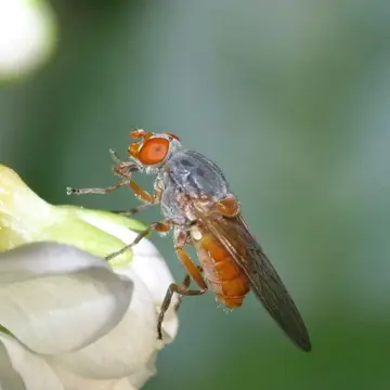 Brachyopa pilosa Collin, 1939:107