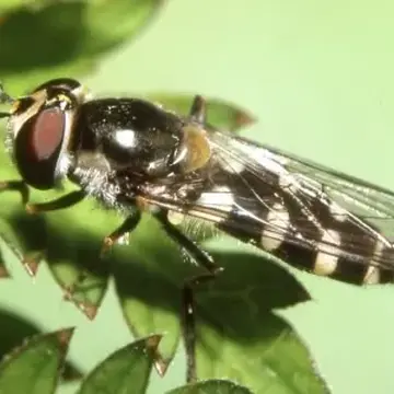 Melangyna umbellatarum (Fabricius, 1794):307