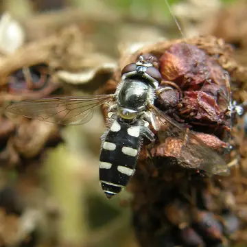 Melangyna umbellatarum (Fabricius, 1794):307