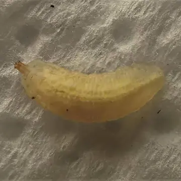 Melangyna umbellatarum (Fabricius, 1794):307