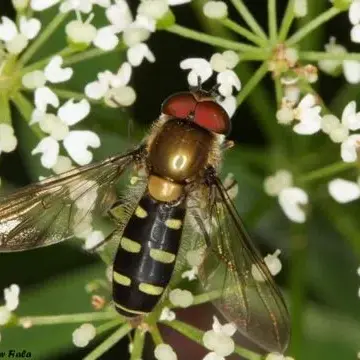Melangyna umbellatarum (Fabricius, 1794):307