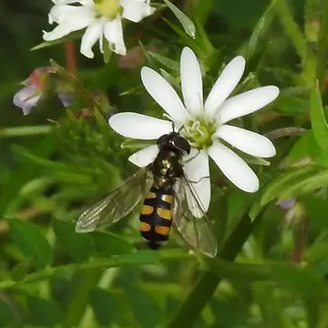 Melangyna (Austrosyrphus) viridiceps (Macquart, 1847):77