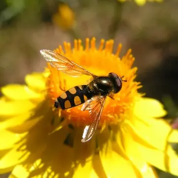 Melangyna (Austrosyrphus) viridiceps (Macquart, 1847):77