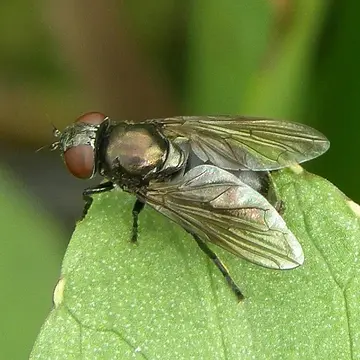 Melanogaster aerosa Loew, 1843:253