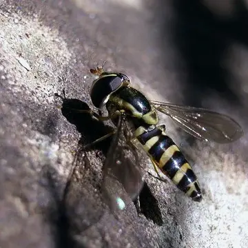 Allograpta javana (Wiedemann, 1824):34
