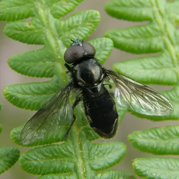 Melanogaster aerosa Loew, 1843:253