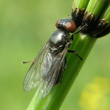 Melanogaster hirtella Loew, 1843:251