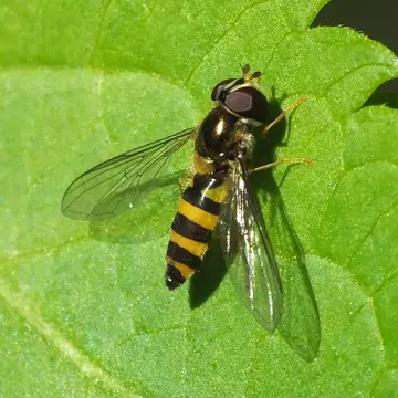 Fagisyrphus cincta (Fallén, 1817):45