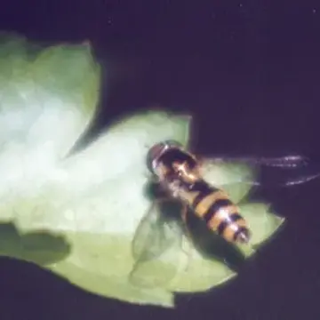 Fagisyrphus cincta (Fallén, 1817):45