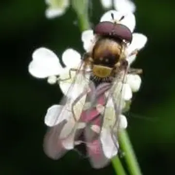 Melangyna (Meligramma) guttata (Fallén, 1817):44