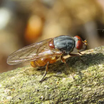 Brachyopa pilosa Collin, 1939:107