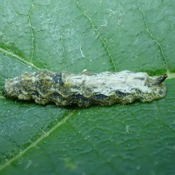 Melangyna (Meligramma) triangulifera (Zetterstedt, 1843):737