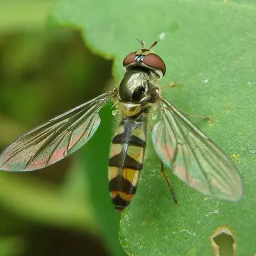 Meliscaeva auricollis (Meigen, 1822):318