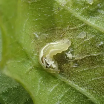 Meliscaeva auricollis (Meigen, 1822):318