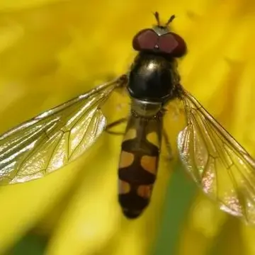 Meliscaeva auricollis (Meigen, 1822):318