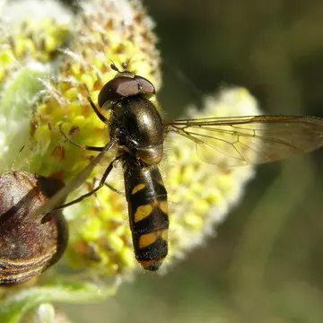 Meliscaeva auricollis (Meigen, 1822):318