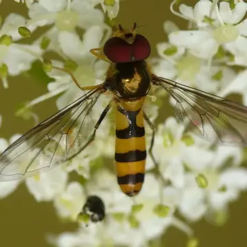 Meliscaeva cinctella (Zetterstedt, 1843):742