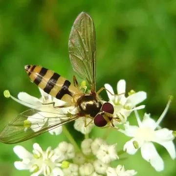 Meliscaeva cinctella (Zetterstedt, 1843):742