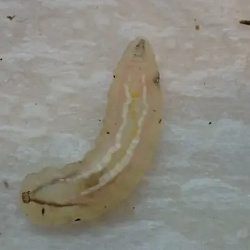 Meliscaeva cinctella (Zetterstedt, 1843):742