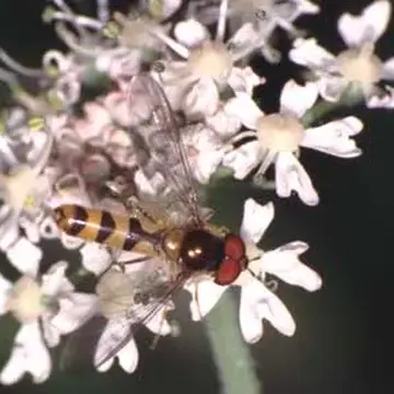 Meliscaeva cinctella (Zetterstedt, 1843):742