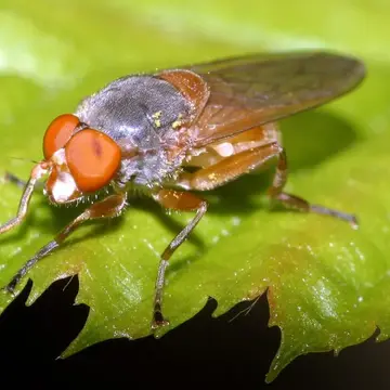 Brachyopa scutellaris Robineau-Desvoidy, 1843:317